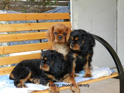 de la vallée des Picabans - Harry Hooch Hendy